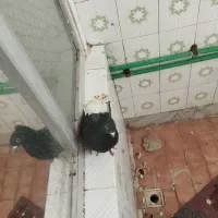 فروش ۴ کفتر رنگی خوبو|پرنده|آباده, |دیوار