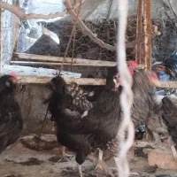 مرغ و خروس مرندی|حیوانات مزرعه|زرند, |دیوار