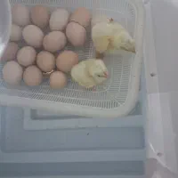 جوجه کشی ایزی باتور۲ .گنجایش ۹۶ عددی تخم مرغ|لوازم جانبی حیوانات|سنندج, |دیوار