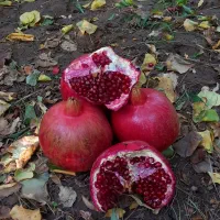 انار گوداسیا