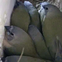 جوجه گلدین سهره قناری کوتوله عروس هلندی طوطی|پرنده|اصفهان, رحیمآباد|دیوار