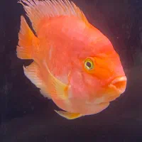 پرت کینگ مانستر