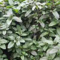 نعناع محلی|خوردنی و آشامیدنی|صومعه‌سرا, |دیوار