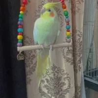 طوطی ملنگو مولد طوطی عروس دستی|پرنده|بهشهر, |دیوار