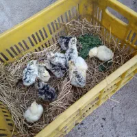 جوجه بوقلمون