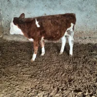 گاو گوساله|حیوانات مزرعه|مرودشت, قانون|دیوار