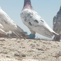 موکت نوسالم