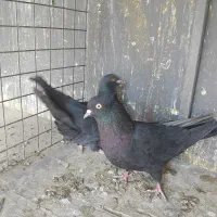 کبوتر ابادانی|پرنده|محمدشهر, جعفرآباد|دیوار