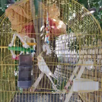 عروس.هلندی نر  همرا قفس