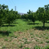 زمین وباغ جاده دندی روستای دوزکندبیش از یک هکتار