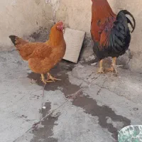 خروس و مرغ|حیوانات مزرعه|بهارستان, |دیوار