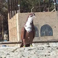ریش سرخ شهرستانی|پرنده|زاهدان, |دیوار