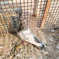 چپ زرد کله زرد سینه مشکی