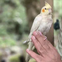 عروس هلندی|حیوانات|ماسال, |دیوار