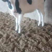 گوساله ماده|حیوانات مزرعه|تربت جام, میان جام|دیوار