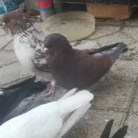 کفتر نر پرشی جنس درست|پرنده|تبریز, |دیوار