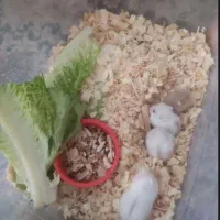 همستر مینیاتوری کمپل