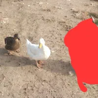 دوتا‌اردک‌ماده‌‌یکیش‌شمالیه‌پروازیه