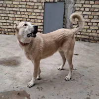 سگ گله|سگ|طارم (زنجان), |دیوار