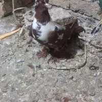 جوجه ککیلی ومادرش|پرنده|اردبیل, |دیوار