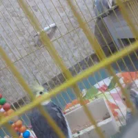 جفت عروس هلندی،تخفیف هم دارد