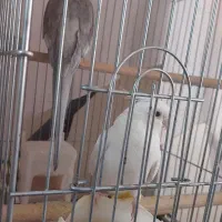 عروس هلندی|پرنده|شاهین‌شهر, شهرک میلاد|دیوار