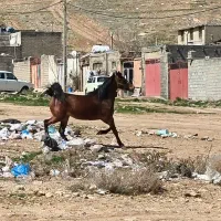 اسب کورد درجه یک|اسب و تجهیزات اسبسواری|بوکان, |دیوار