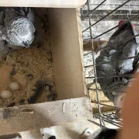 جفت مولد و نر و‌ماده های تازه جفت کاسکو