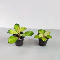 انواع هویاهای خاص و کلکسیونی|گل و گیاه طبیعی|گناباد, |دیوار