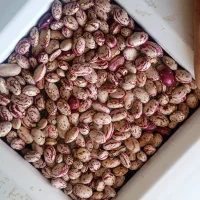 لوبیای درجه یک چیتی 450کیلو فقط تماس بگیرید|حراج|سراب, |دیوار