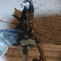 سگ هاسکی|سگ|شاهرود, |دیوار