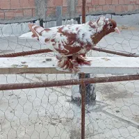 کبوتر ککیلی نر