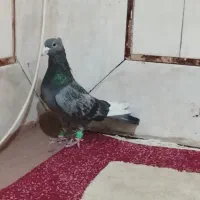 پلنگ مگس تاختی