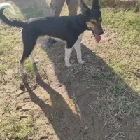 سگ نگهبان 2 تومن|سگ|فاریاب, |دیوار