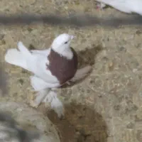 سلام کبوتر طوقی ساده پاپر ماده دوکت نروماده