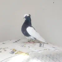 کبوترلیلک سیاه برققل|پرنده|شیراز, شیخ علی چوپان|دیوار