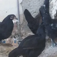 معامله با کبوتر در شهر خورموج