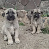 واگذاری توله های ماده کانگال