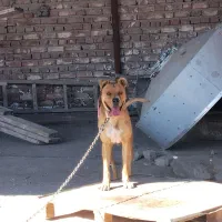 پیتبول نر