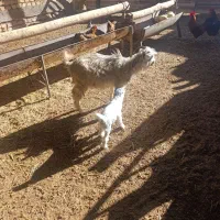 بره وبز|حیوانات مزرعه|تاکستان, |دیوار