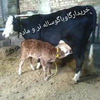 خرید و فروش گاو و جنگه گوساله ماده و نر نقد