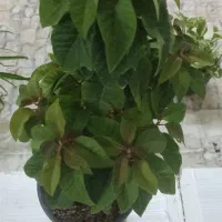 زیبایی،شادابی و طراوت را با خود به خانه ببر|گل و گیاه طبیعی|شاهین‌شهر, مخابرات (شهید بهشتی)|دیوار