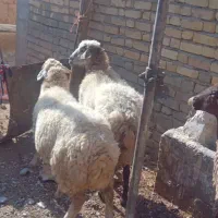 میش داشتی و بره نر پای پروار