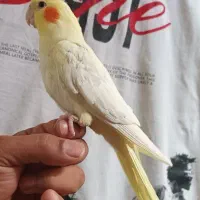 عروس هلندی سخنگو|پرنده|شیراز, پودنک|دیوار