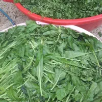 انواع سبزی خورشتی|خوردنی و آشامیدنی|اهواز, سیاحی(سه راه خرمشهر)|دیوار