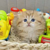 مجموعه گربه های با اصالت و ناز