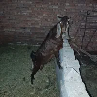 کره نر چاق