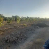 ۱۰۵۰متر باغ بادام گیلاس جوان ۱۰۰متری آسفالت|فروش دفتر صنعتی، کشاورزی، تجاری|سامان, |دیوار