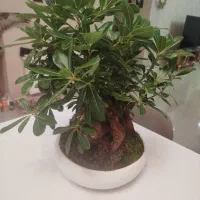 گل بنسای میخک هندی