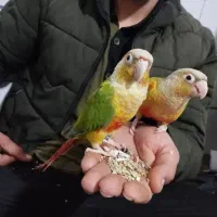 گرینچیک آناناسی|پرنده|زرند, |دیوار